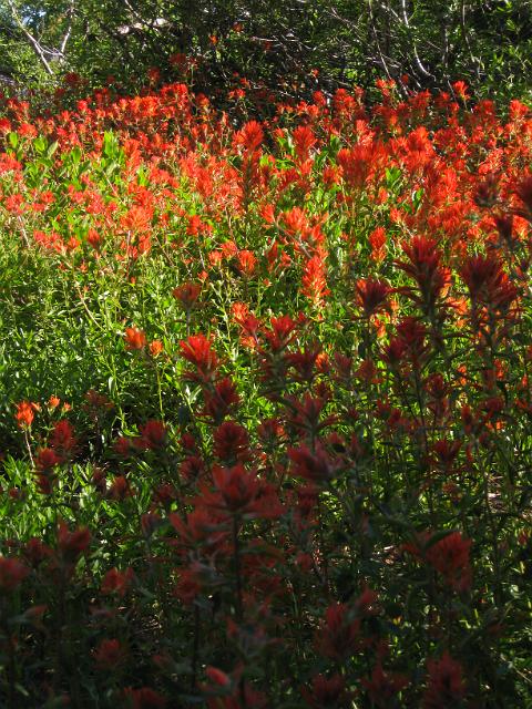 Bolan Mt & Redwoods-118.JPG - Bolan Mt